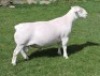 1 X WHITE DORPER T4 RAM Nel Wit Dorpers