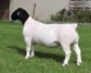 1 X DORPER T4 RAM Nel Dorpers