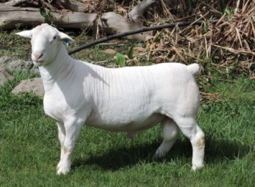 1 X WHITE DORPER T3 RAM Nel Wit Dorpers