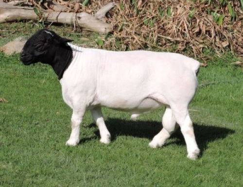 1 X DORPER T3 RAM Nel Dorpers