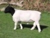 1 X DORPER T3 RAM Nel Dorpers