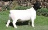 1 X DORPER T4 RAM Nel Dorpers