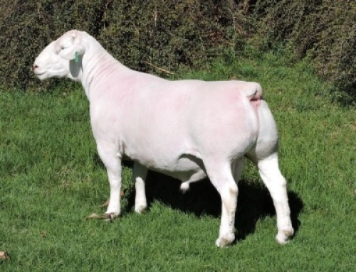 1 X WHITE DORPER T3 RAM Nel Wit Dorpers