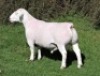 1 X WHITE DORPER T3 RAM Nel Wit Dorpers