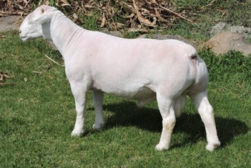 1 X WHITE DORPER T3 RAM Nel Wit Dorpers