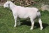 1 X WHITE DORPER T3 RAM Nel Wit Dorpers
