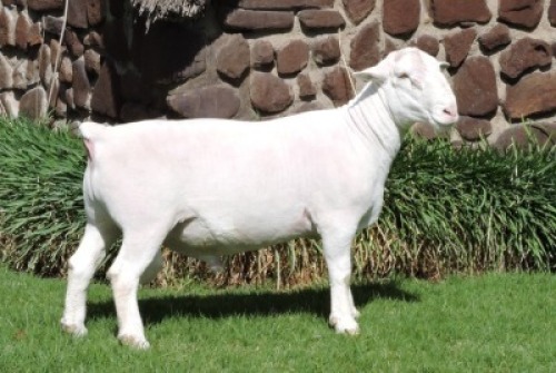 WITHDRAWN - 1 X WHITE DORPER RAM Nel Wit Dorpers