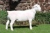 WITHDRAWN - 1 X WHITE DORPER RAM Nel Wit Dorpers
