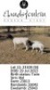 1+2 X DORPER T4 EWE Elandsfontein Dorper Stoet
