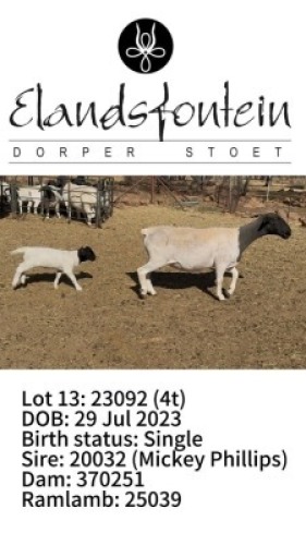 1+1 X DORPER T3 EWE Elandsfontein Dorper Stoet