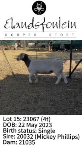 WITHDRAWN - 1 X DORPER EWE Elandsfontein Dorper Stoet