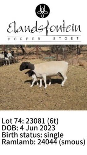 1+1 X DORPER T4 EWE Elandsfontein Dorper Stoet