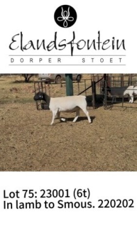 WITHDRAWN - 1 X DORPER PREGNANT EWE Elandsfontein Dorper Stoet