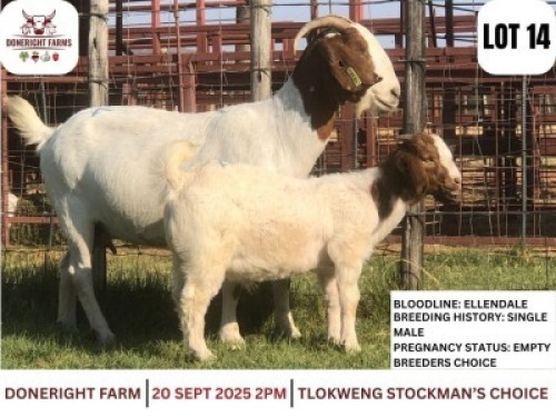 1+1 X BOER GOAT DOE & KID Done Right