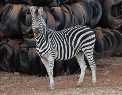 6 X SEBRA/ZEBRA (Per Piece to take the lot)