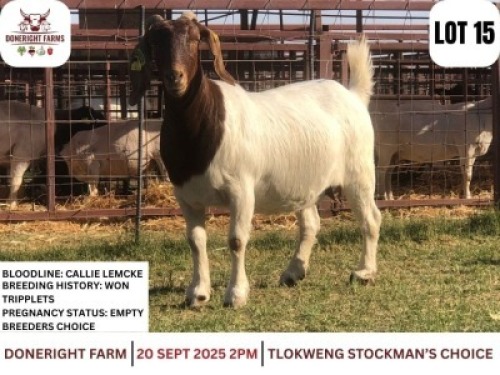1 X BOER GOAT DOE Done Right