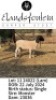 1 X DORPER T3 EWE Elandsfontein Dorper Stoet