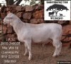 1 X WHITE DORPER T4 RAM Kameeldoring Trust Witdorpers