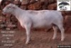 1 X WHITE DORPER T3 RAM Kameeldoring Trust Witdorpers