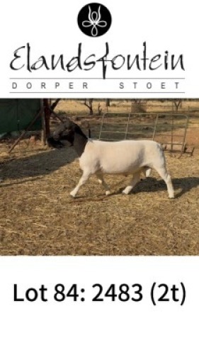 1 X DORPER T4 RAM Elandsfontein Dorper Stoet