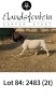 1 X DORPER T4 RAM Elandsfontein Dorper Stoet