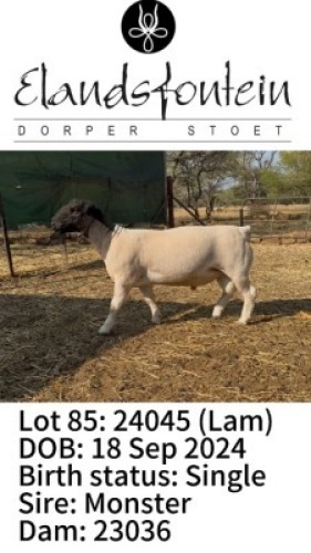 1 X DORPER T5 RAM Elandsfontein Dorper Stoet