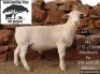 1 X WHITE DORPER T3 RAM Kameeldoring Trust Witdorpers