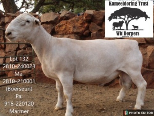1 X WHITE DORPER T3 RAM Kameeldoring Trust Witdorpers