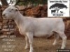 1 X WHITE DORPER T3 RAM Kameeldoring Trust Witdorpers
