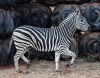 6 X SEBRA/ZEBRA (Per Piece to take the lot) - 2