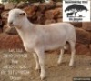 1 X WHITE DORPER T3 RAM Kameeldoring Trust Witdorpers