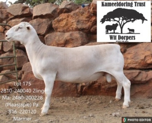 WITHDRAWN - 1 X WHITE DORPER RAM Kameeldoring Trust Witdorpers