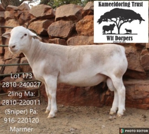 1 X WHITE DORPER T5 RAM Kameeldoring Trust Witdorpers