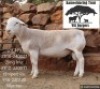 1 X WHITE DORPER T5 RAM Kameeldoring Trust Witdorpers
