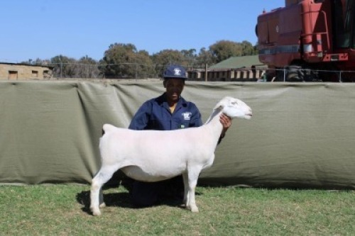 1 X WHITE DORPER T5 PREGNANT EWE Blydschap Dorpers