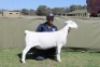1 X WHITE DORPER T4 EWE Blydschap Dorpers