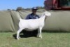 1 X WHITE DORPER T5 PREGNANT EWE Blydschap Dorpers