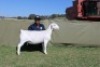 1 X WHITE DORPER T4 EWE Blydschap Dorpers