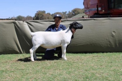 1 X DORPER T3 EWE Blydschap Dorpers