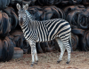 6 X SEBRA/ZEBRA (Per Piece to take the lot) - 3