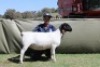 1 X DORPER T4 EWE Blydschap Dorpers