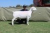 1 X WHITE DORPER T3 RAM Blydschap Dorpers