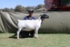 1+1 X DORPER T3 EWE Blydschap Dorpers