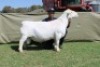 1 X WHITE DORPER T5 RAM Blydschap Dorpers