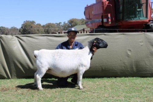 1 X DORPER T3 PREGNANT EWE Blydschap Dorpers