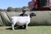 1 X DORPER T3 PREGNANT EWE Blydschap Dorpers