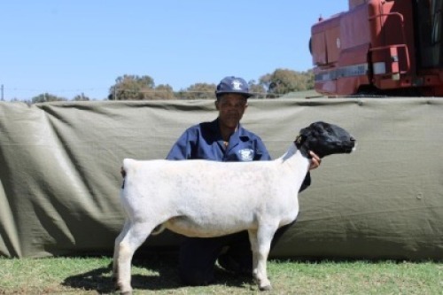 WITHDRAWN - 1 X DORPER EWE Blydschap Dorpers