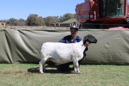 1 X DORPER T4 PREGNANT EWE Blydschap Dorpers