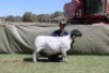 1 X DORPER T4 PREGNANT EWE Blydschap Dorpers