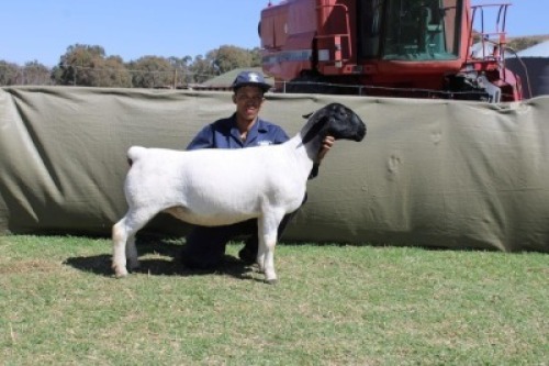 1 X DORPER T5 PREGNANT EWE Blydschap Dorpers